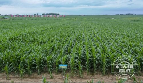 保衛(wèi)黑土地 筑牢大糧倉丨百萬畝核心示范區(qū) 梨樹模式 之光