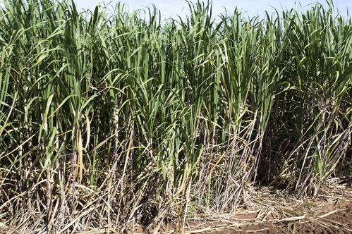 最高補貼1150元一畝,廣西多地出臺2020年種糖料蔗補貼政策
