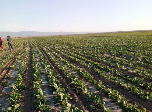 中糖協(xié) 甜菜面積或大幅下滑 相關(guān)支持亟須跟進(jìn)