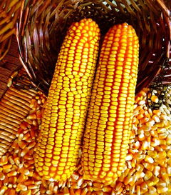 玉米價(jià)格那么低,做玉米就真的沒有出路了嗎