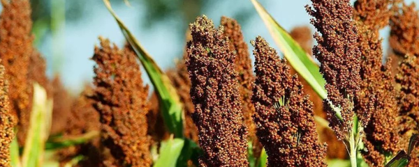 哪些糧食作物能適應(yīng)河北的氣候條件,這些作物有什么特點(diǎn)